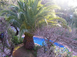 The pool from kitchen terrace